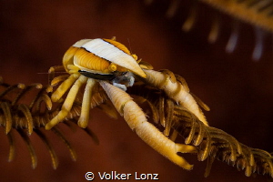 Spring crab on crinoid by Volker Lonz 